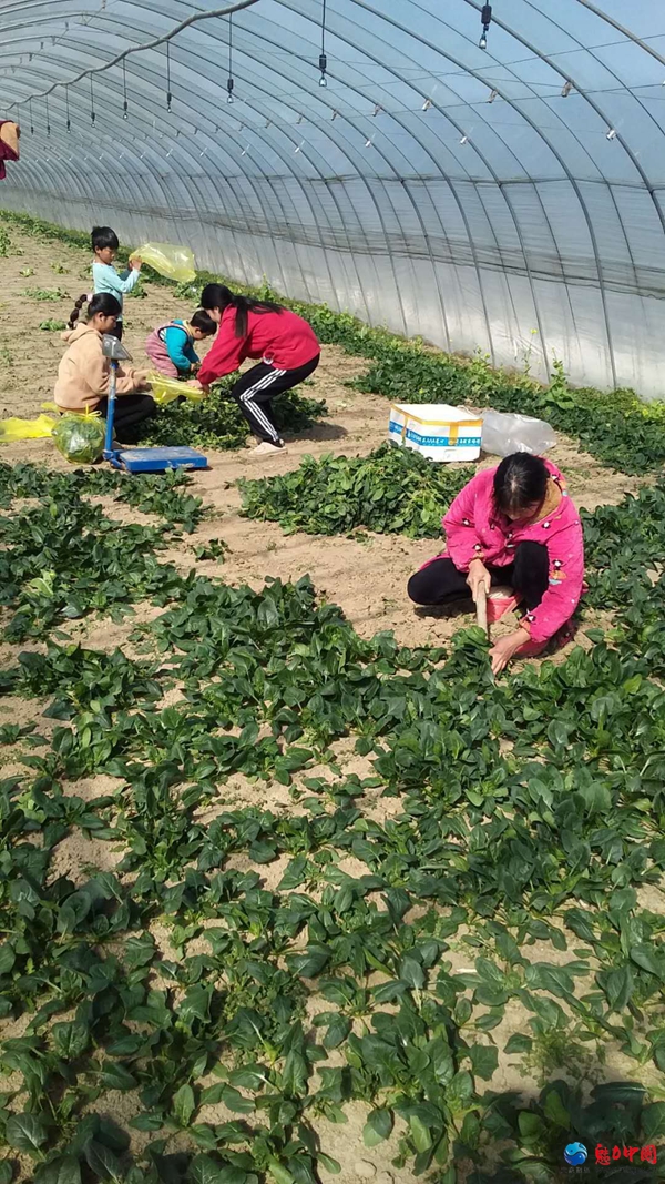 勇担责任战疫情   助力农户渡难关 ——天中义工搭建服务平台 帮农户解决卖菜难问题