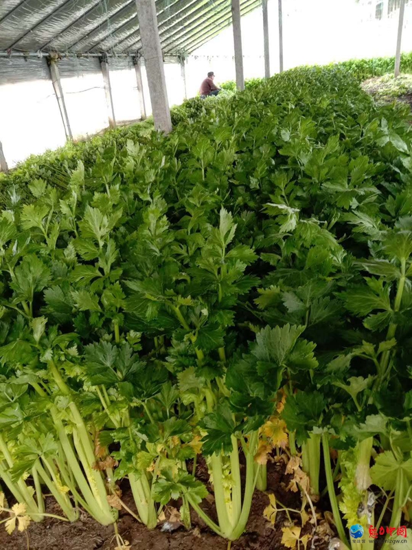为蔬菜找销路   天中义工防控时期解民忧 ——天中义工启动“帮农卖菜”的公益活动 