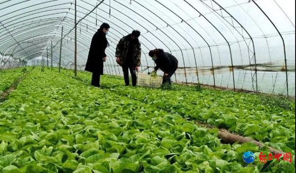 驻马店市驿城区：瞄准餐桌经济 抢育菜苗促增收