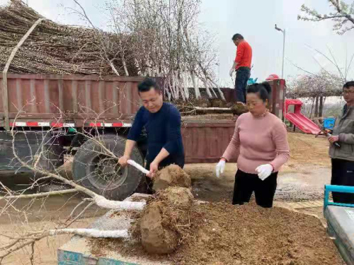 郑州市市场监管局联合爱心企业捐赠石榴树苗 助力乡村振兴